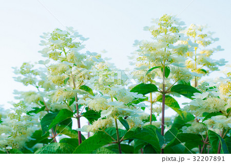 あじさい 32207891