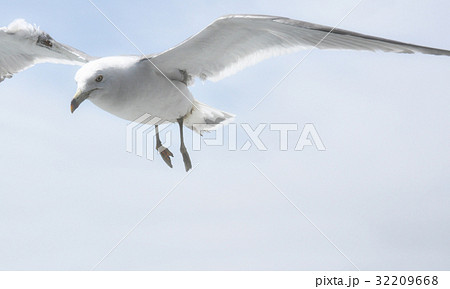 カモメの飛行 32209668