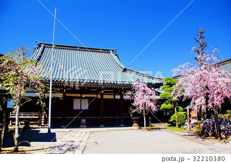 諏訪湖畔　教念寺　本堂 ＆ 桜の花　（ 長野県 諏訪市 小和田 ） 32210380