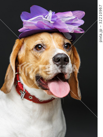 beautiful beagle dog in pink hat 32210967