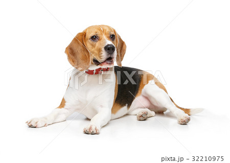 beautiful beagle dog isolated on white beautiful beagle dog isolated on white 32210975