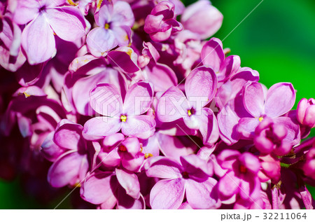 Lilac flowers macro Lilac flowers macro 32211064