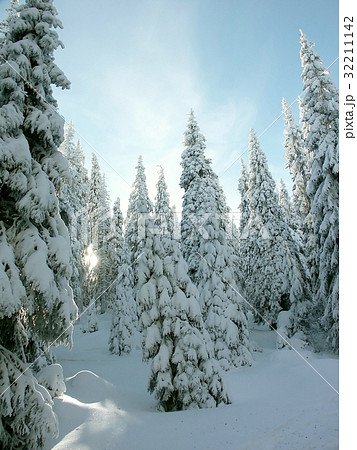 Spruce trees covered with snow on a mountain slope Spruce trees covered with snow on a mountain slope 32211142