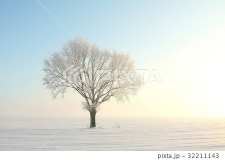 Lonely tree in a field on sunny cloudless morning Lonely tree in a field on sunny cloudless morning 32211143