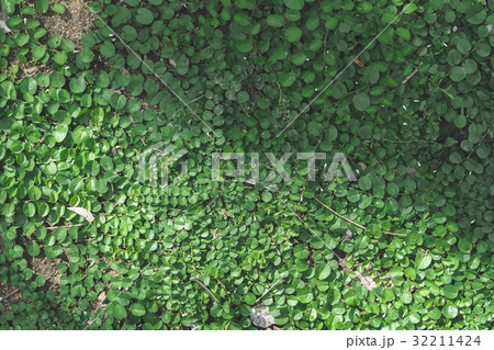 green leaf background 32211424