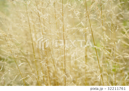 一見竹の様に見えるカゼグサ(ミチシバ) 一見竹の様に見えるカゼグサ(ミチシバ) 32211761