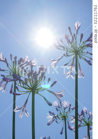 初夏の太陽とアガパンサス 32211762