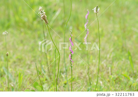 野原に可愛く咲く7月のネジバナとヘラオオバコ-1 野原に可愛く咲く7月のネジバナとヘラオオバコ-1 32211763