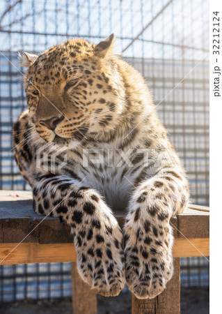 Portrait of the leopard 32212124
