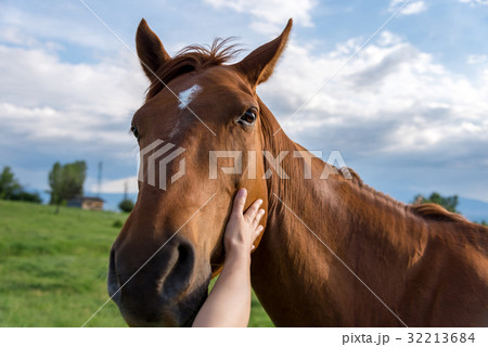 Cropped hands of woman touching horse 32213684
