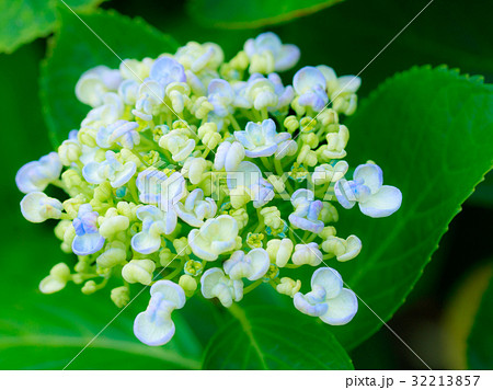 あじさい あじさい 32213857