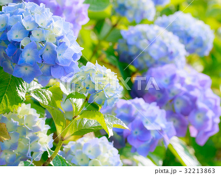 あじさい 32213863