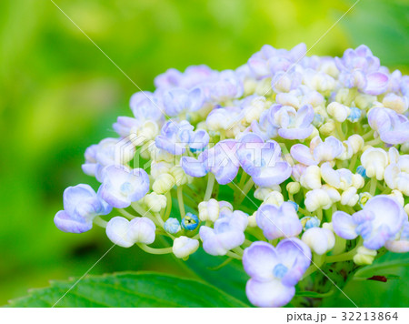 あじさい あじさい 32213864