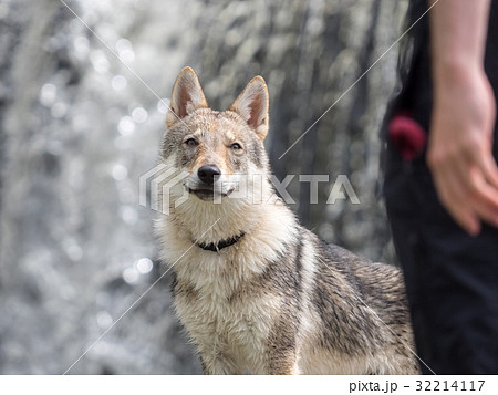 滝の前で飼い主を見つめるチェコスバキアン ウルフドッグの子犬の写真素材