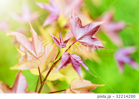 Red young leaves Maple in spring 32214200