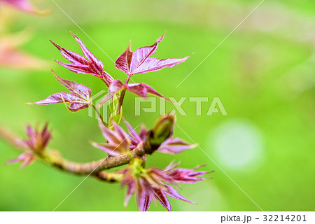 Red young leaves Maple 32214201