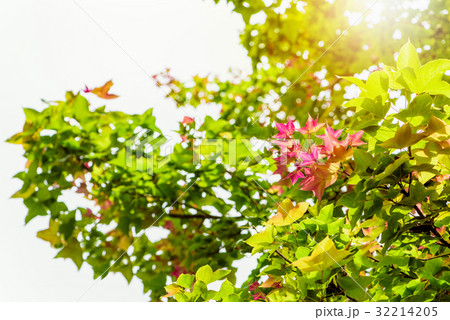 Red young leaves Maple on tree 32214205