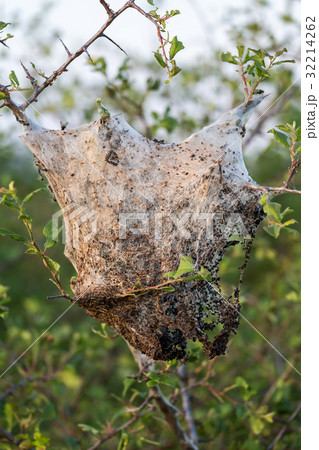 Caterpillar nest (Lymantria dispar) 32214262