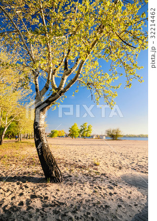 birch tree in the golden rays of the rising sun 32214462