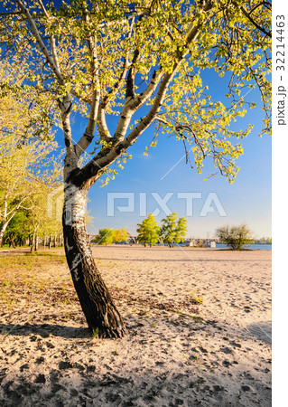 birch tree in the golden rays of the rising sun 32214463