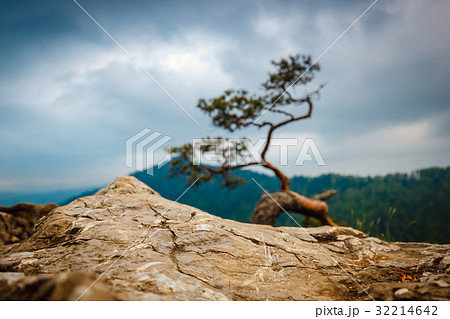 Pieniny Mountains with a famous pine at the top Pieniny Mountains with a famous pine at the top 32214642