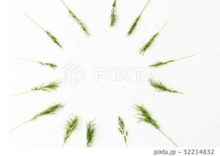 Ears of a green cereal form a pattern of a circle Ears of a green cereal form a pattern of a circle 32214832