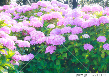 あじさい あじさい 32215186
