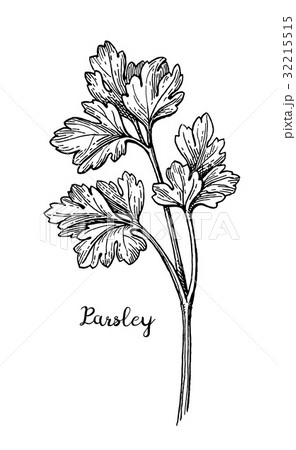 Parsley ink sketch. Parsley ink sketch. 32215515