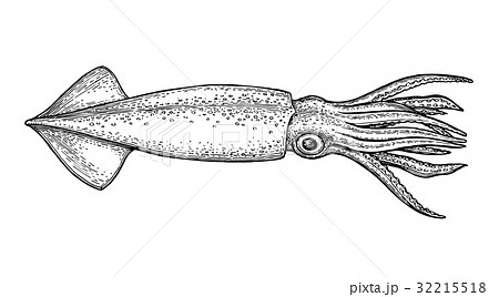 Squid ink sketch. Squid ink sketch. 32215518
