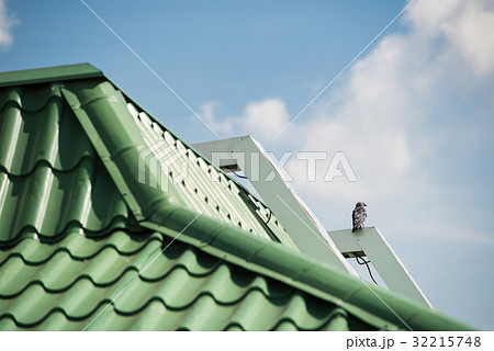 Sparrow sitting on a green tile roof 32215748