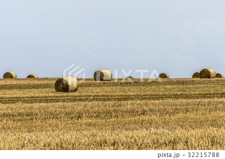 harvested field agriculture with straw bales harvested field agriculture with straw bales 32215788