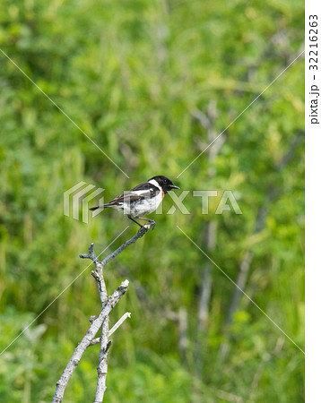 ノビタキ 32216263