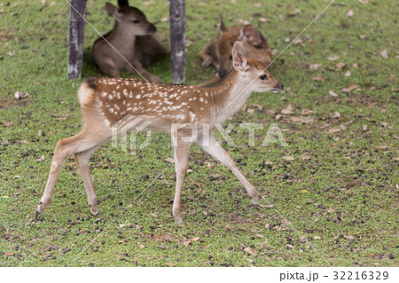 駆ける仔鹿 32216329