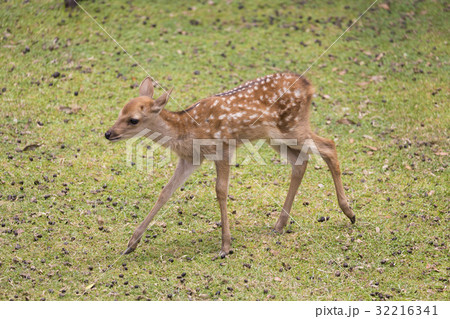 駆ける仔鹿 32216341