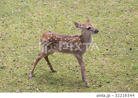 たたずむ仔鹿 32216344
