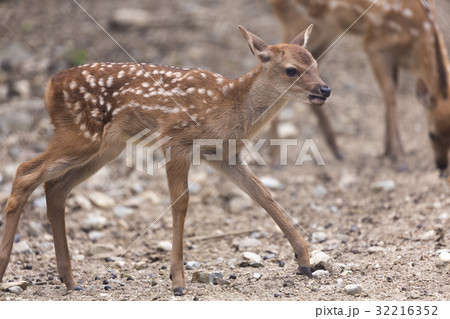 仔鹿 32216352