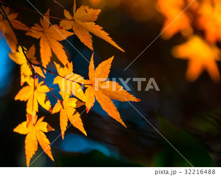 鮮やかな紅葉 鮮やかな紅葉 32216488