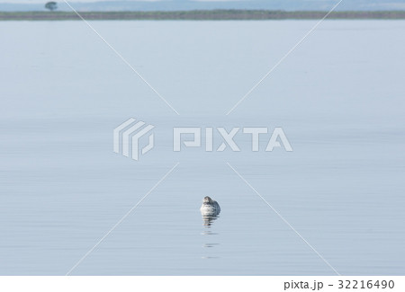 夏のゴマフアザラシ 32216490