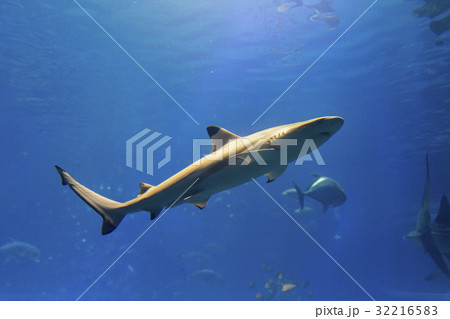 ツマグロ ツマグロ 32216583