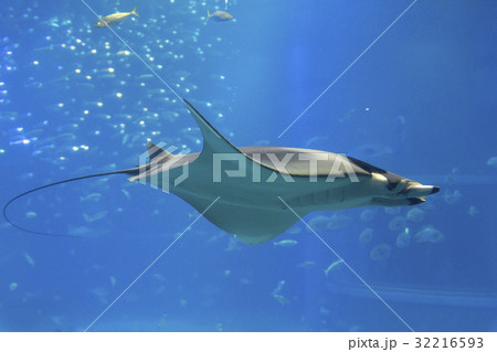 イトマキエイ イトマキエイ 32216593