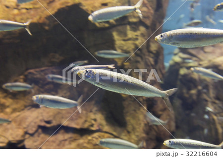 マイワシの群れ マイワシの群れ 32216604
