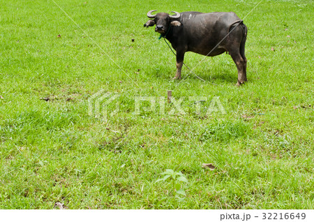 buffalo standing in a field buffalo standing in a field 32216649
