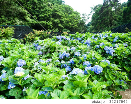 紫陽花 アジサイ あじさい 32217642