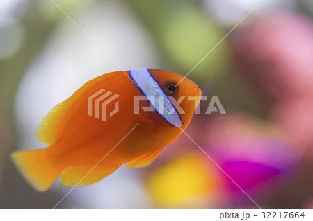 ハマクマノミ ハマクマノミ 32217664