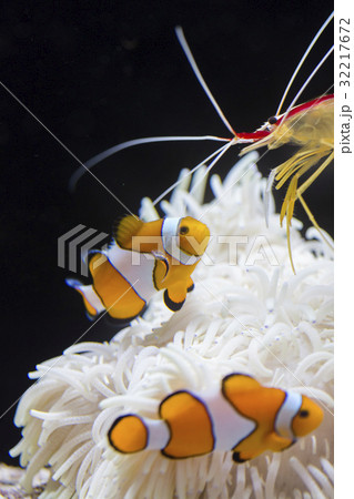 カクレクマノミとアカシマシラヒゲエビ 32217672