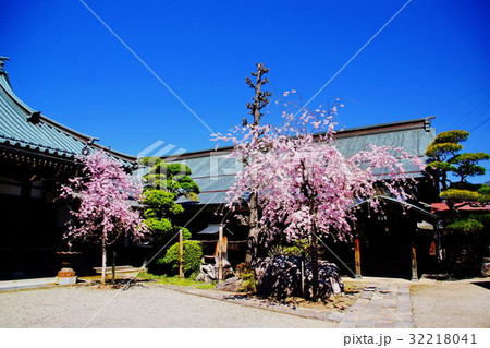 諏訪湖畔　教念寺　書院 ＆ 桜の花　（ 長野県 諏訪市 小和田 ） 32218041
