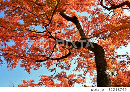 鮮やかな紅葉 鮮やかな紅葉 32218746
