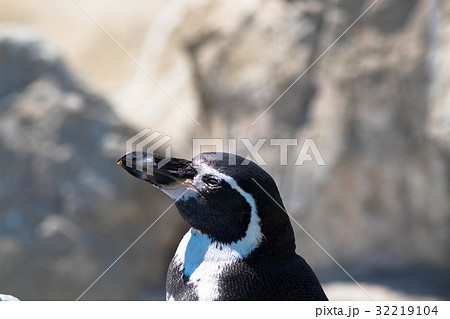 ペンギン ペンギン 32219104