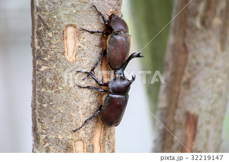 カブトムシ♂♀ カブトムシ♂♀ 32219147