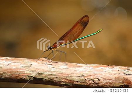 ミヤマカワトンボ 32219435